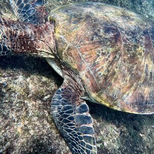 I was too close to get the whole pic