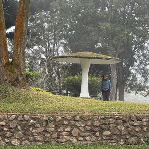 Wen Wu Temple grounds: mushrooms are supersized here