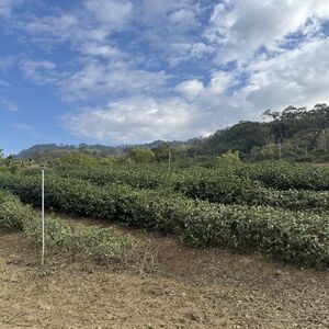 Rows of tea plants