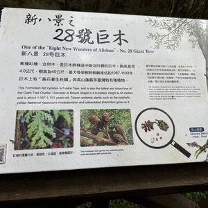 Description of tree number 28