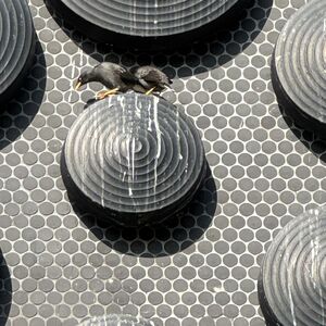 NPMS One of the medallions on the dragon's back