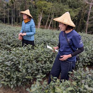 Tomato supervising Mary