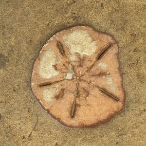 Sand dollar fossils