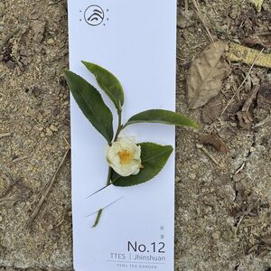 The souvenir tea plant.  The top two leaves are the ones to be used.