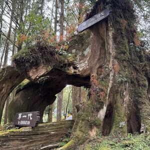 Three-generation tree