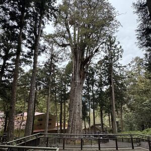 Thousand Year Cypress (11 m circumference, actually about 2000 years old)