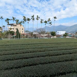 View of the surrounding tea plantations